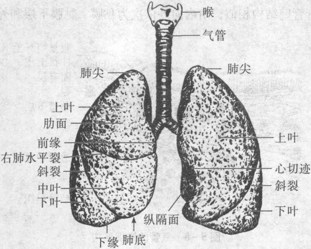 一、肺的位置和形态